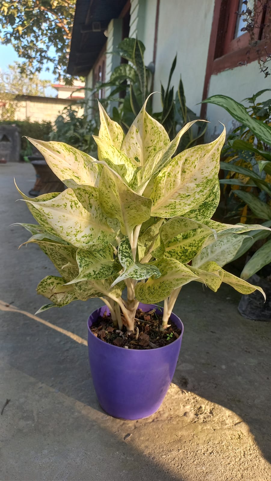 Aglonema mint
